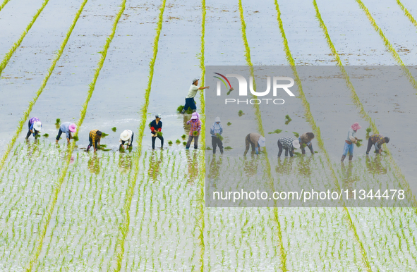 Farmers are transplanting rice at a high-quality rice seed production base in Suqian, Jiangsu province, China, on June 20, 2024. 