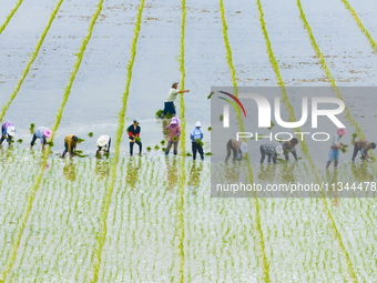 Farmers are transplanting rice at a high-quality rice seed production base in Suqian, Jiangsu province, China, on June 20, 2024. (