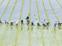 Farmers are transplanting rice at a high-quality rice seed production base in Suqian, Jiangsu province, China, on June 20, 2024. (