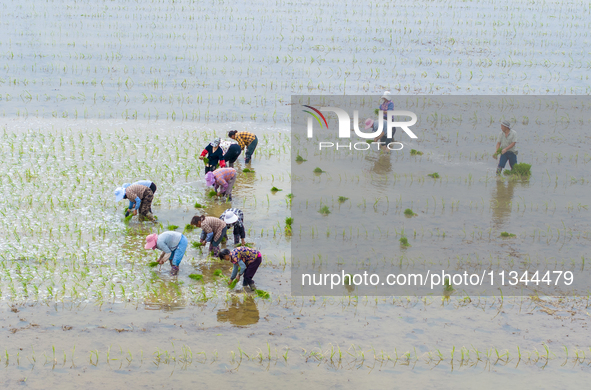 Farmers are transplanting rice at a high-quality rice seed production base in Suqian, Jiangsu province, China, on June 20, 2024. 