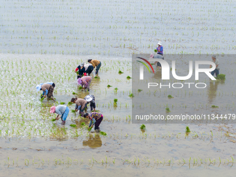 Farmers are transplanting rice at a high-quality rice seed production base in Suqian, Jiangsu province, China, on June 20, 2024. (