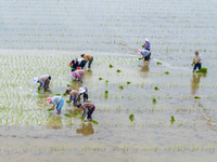 Farmers are transplanting rice at a high-quality rice seed production base in Suqian, Jiangsu province, China, on June 20, 2024. (