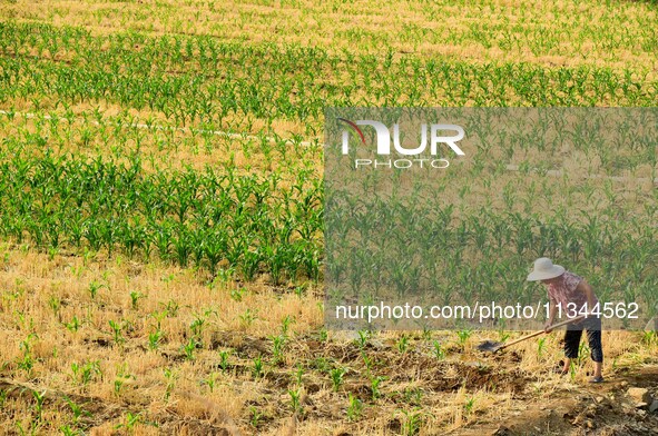 A farmer is watering corn in a field in Zaozhuang, China, on June 20, 2024. 