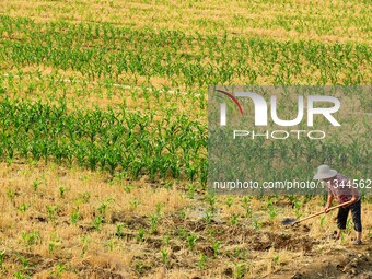 A farmer is watering corn in a field in Zaozhuang, China, on June 20, 2024. (