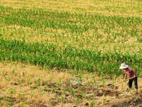 A farmer is watering corn in a field in Zaozhuang, China, on June 20, 2024. (