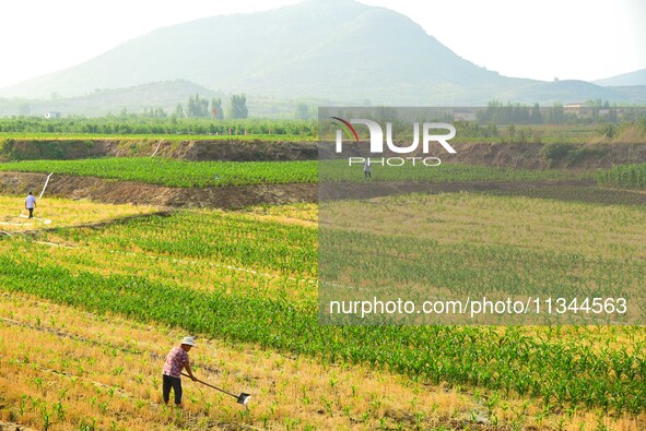 A farmer is watering corn in a field in Zaozhuang, China, on June 20, 2024. 