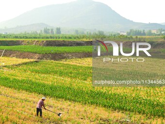 A farmer is watering corn in a field in Zaozhuang, China, on June 20, 2024. (