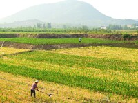 A farmer is watering corn in a field in Zaozhuang, China, on June 20, 2024. (