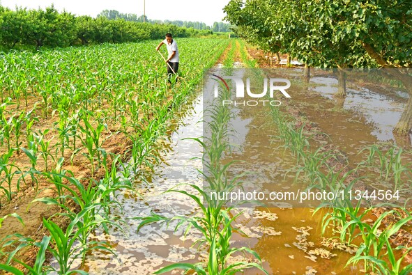 A farmer is watering corn in a field in Zaozhuang, China, on June 20, 2024. 