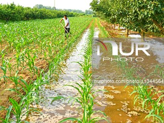 A farmer is watering corn in a field in Zaozhuang, China, on June 20, 2024. (