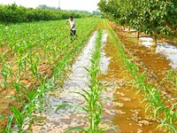 A farmer is watering corn in a field in Zaozhuang, China, on June 20, 2024. (