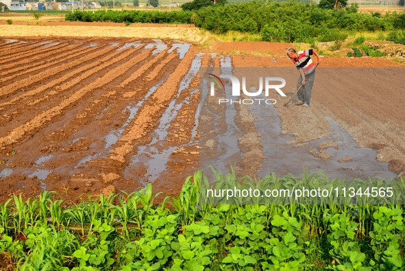 A farmer is watering newly sown corn in Zaozhuang city, East China's Shandong province, on June 20, 2024. 