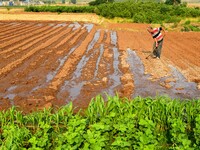 A farmer is watering newly sown corn in Zaozhuang city, East China's Shandong province, on June 20, 2024. (