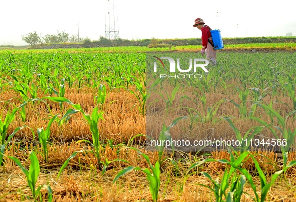 A farmer is spraying pesticide on a corn field in Zaozhuang, China, on June 20, 2024. 