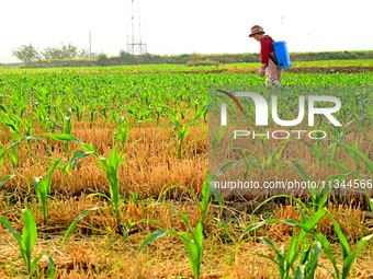 A farmer is spraying pesticide on a corn field in Zaozhuang, China, on June 20, 2024. (