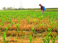 A farmer is spraying pesticide on a corn field in Zaozhuang, China, on June 20, 2024. (