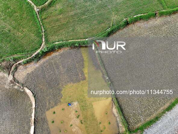 A farmer is inserting seedlings in his flood-hit rice field in Gaozhai village, Guizhou province, China, on June 20, 2024. 