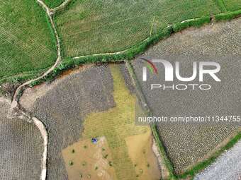 A farmer is inserting seedlings in his flood-hit rice field in Gaozhai village, Guizhou province, China, on June 20, 2024. (