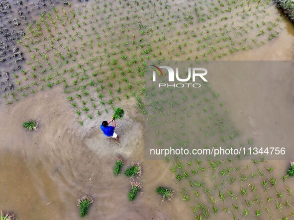 A farmer is inserting seedlings in his flood-hit rice field in Gaozhai village, Guizhou province, China, on June 20, 2024. 