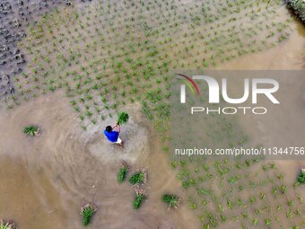 A farmer is inserting seedlings in his flood-hit rice field in Gaozhai village, Guizhou province, China, on June 20, 2024. (