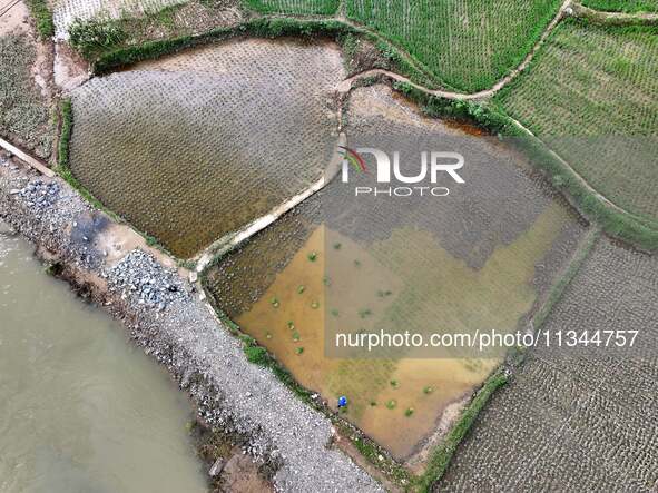 A farmer is inserting seedlings in his flood-hit rice field in Gaozhai village, Guizhou province, China, on June 20, 2024. 