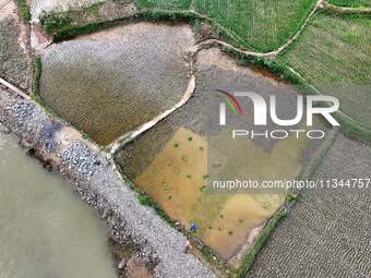 A farmer is inserting seedlings in his flood-hit rice field in Gaozhai village, Guizhou province, China, on June 20, 2024. (