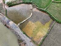 A farmer is inserting seedlings in his flood-hit rice field in Gaozhai village, Guizhou province, China, on June 20, 2024. (