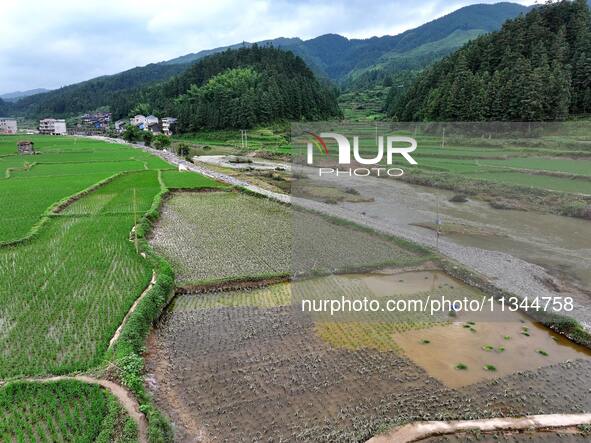 A farmer is inserting seedlings in his flood-hit rice field in Gaozhai village, Guizhou province, China, on June 20, 2024. 