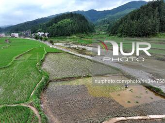 A farmer is inserting seedlings in his flood-hit rice field in Gaozhai village, Guizhou province, China, on June 20, 2024. (