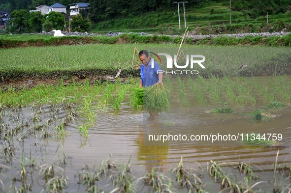 A farmer is inserting seedlings in his flood-hit rice field in Gaozhai village, Guizhou province, China, on June 20, 2024. 