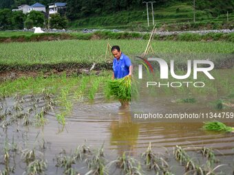 A farmer is inserting seedlings in his flood-hit rice field in Gaozhai village, Guizhou province, China, on June 20, 2024. (