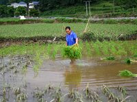 A farmer is inserting seedlings in his flood-hit rice field in Gaozhai village, Guizhou province, China, on June 20, 2024. (