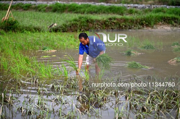 A farmer is inserting seedlings in his flood-hit rice field in Gaozhai village, Guizhou province, China, on June 20, 2024. 