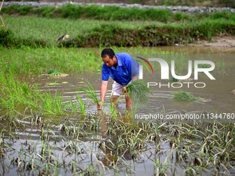 A farmer is inserting seedlings in his flood-hit rice field in Gaozhai village, Guizhou province, China, on June 20, 2024. (