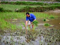 A farmer is inserting seedlings in his flood-hit rice field in Gaozhai village, Guizhou province, China, on June 20, 2024. (