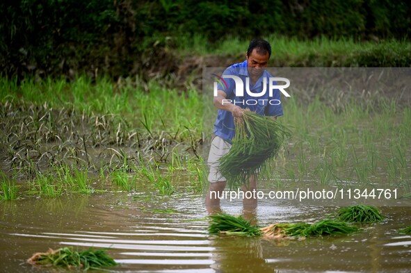 A farmer is inserting seedlings in his flood-hit rice field in Gaozhai village, Guizhou province, China, on June 20, 2024. 