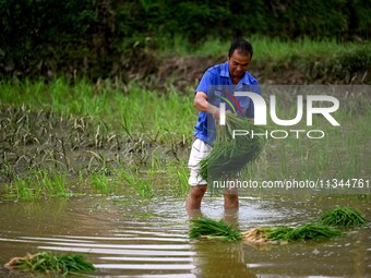 A farmer is inserting seedlings in his flood-hit rice field in Gaozhai village, Guizhou province, China, on June 20, 2024. (