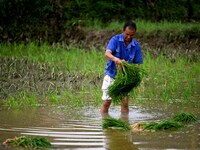 A farmer is inserting seedlings in his flood-hit rice field in Gaozhai village, Guizhou province, China, on June 20, 2024. (