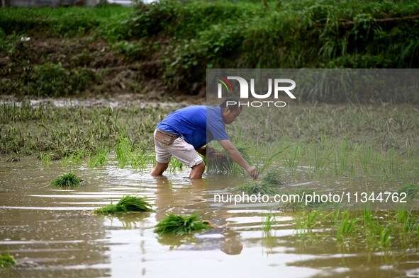 A farmer is inserting seedlings in his flood-hit rice field in Gaozhai village, Guizhou province, China, on June 20, 2024. 