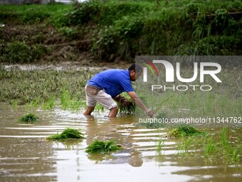 A farmer is inserting seedlings in his flood-hit rice field in Gaozhai village, Guizhou province, China, on June 20, 2024. (