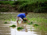 A farmer is inserting seedlings in his flood-hit rice field in Gaozhai village, Guizhou province, China, on June 20, 2024. (