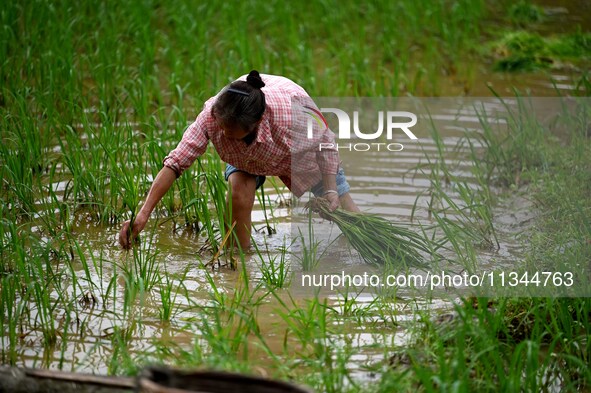 A farmer is inserting seedlings in his flood-hit rice field in Gaozhai village, Guizhou province, China, on June 20, 2024. 