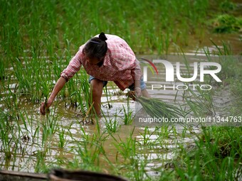 A farmer is inserting seedlings in his flood-hit rice field in Gaozhai village, Guizhou province, China, on June 20, 2024. (