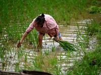 A farmer is inserting seedlings in his flood-hit rice field in Gaozhai village, Guizhou province, China, on June 20, 2024. (