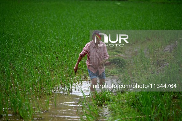 A farmer is inserting seedlings in his flood-hit rice field in Gaozhai village, Guizhou province, China, on June 20, 2024. 