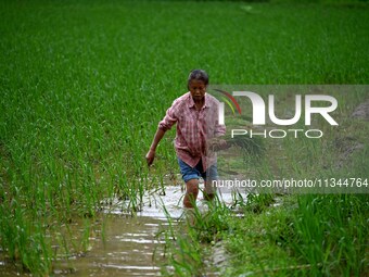 A farmer is inserting seedlings in his flood-hit rice field in Gaozhai village, Guizhou province, China, on June 20, 2024. (