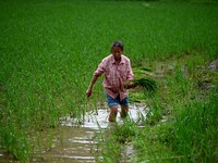 A farmer is inserting seedlings in his flood-hit rice field in Gaozhai village, Guizhou province, China, on June 20, 2024. (