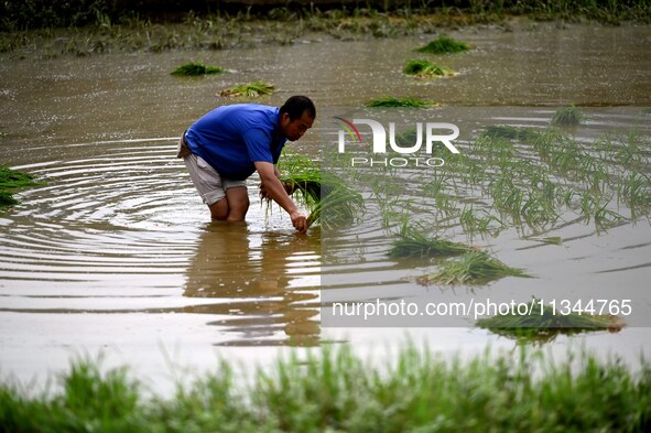 A farmer is inserting seedlings in his flood-hit rice field in Gaozhai village, Guizhou province, China, on June 20, 2024. 