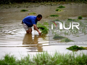 A farmer is inserting seedlings in his flood-hit rice field in Gaozhai village, Guizhou province, China, on June 20, 2024. (