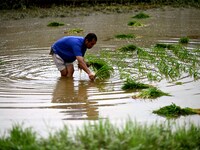 A farmer is inserting seedlings in his flood-hit rice field in Gaozhai village, Guizhou province, China, on June 20, 2024. (